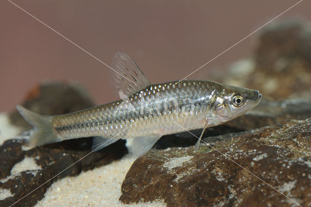 Topmouth gudgeon (Pseudorasbora parva)