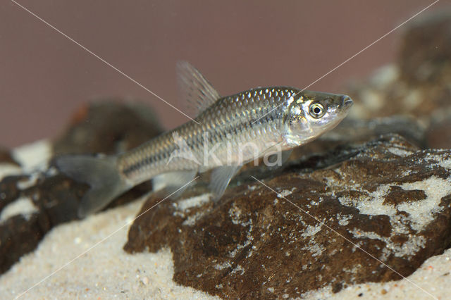 Topmouth gudgeon (Pseudorasbora parva)