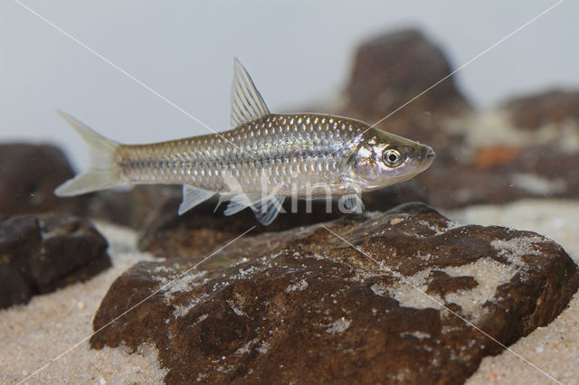 Topmouth gudgeon (Pseudorasbora parva)