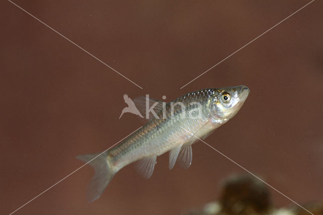 Topmouth gudgeon (Pseudorasbora parva)