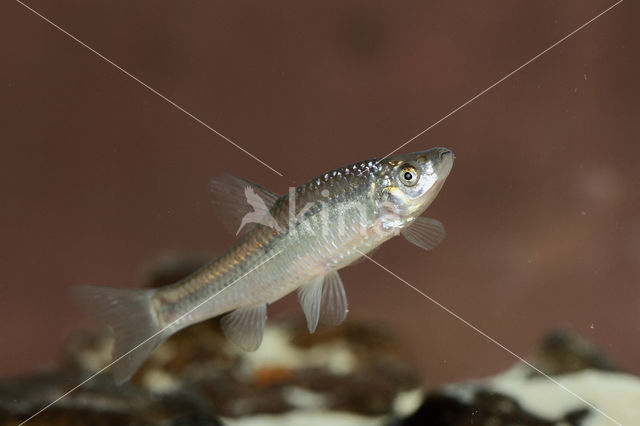 Topmouth gudgeon (Pseudorasbora parva)