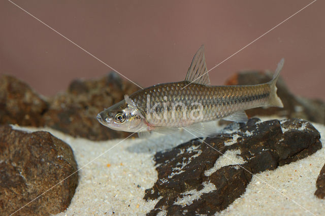 Topmouth gudgeon (Pseudorasbora parva)