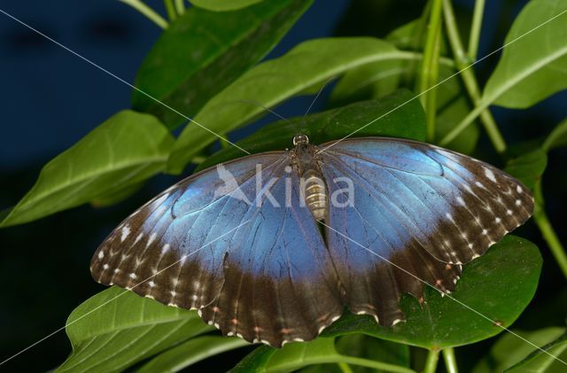 Blauwe morpho (Morpho peleides)