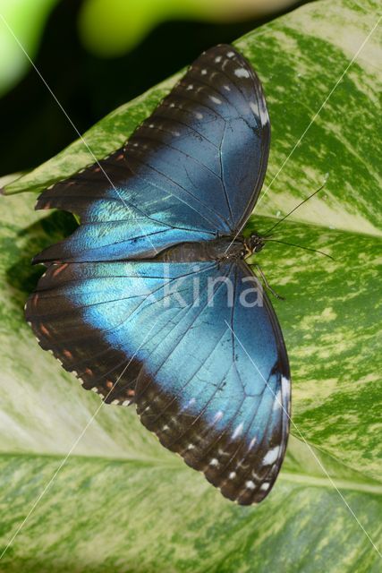 Blue morpho (Morpho peleides)