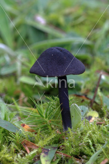 Blauwplaatstaalsteeltje (Entoloma chalybaeum)