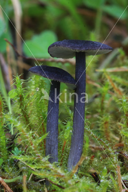 Blauwplaatstaalsteeltje (Entoloma chalybaeum)