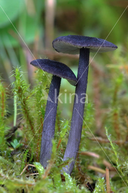 Blauwplaatstaalsteeltje (Entoloma chalybaeum)
