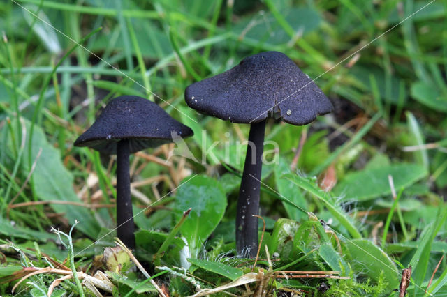 Blauwplaatstaalsteeltje (Entoloma chalybaeum)