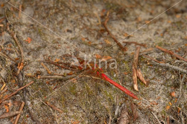 Bloedrode heidelibel (Sympetrum sanguineum)