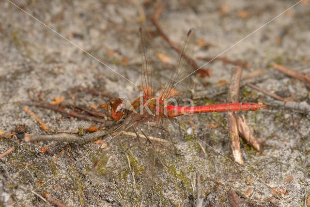 Ruddy Darter (Sympetrum sanguineum)