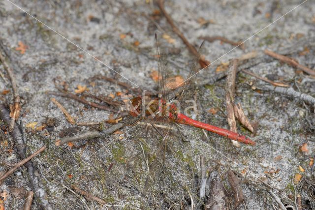 Bloedrode heidelibel (Sympetrum sanguineum)