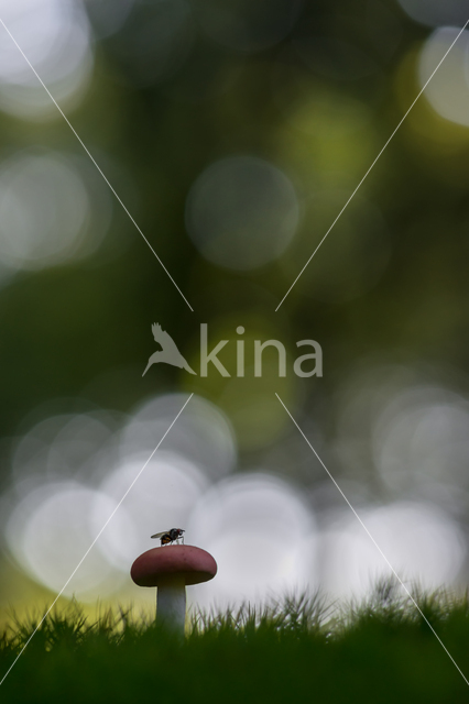 Bloedrode russula (Russula sanguinaria)