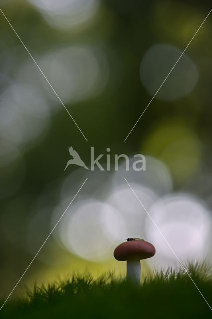 Bloedrode russula (Russula sanguinaria)