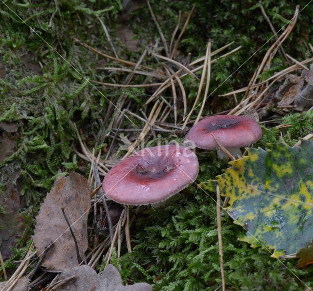 Russula sanguinaria