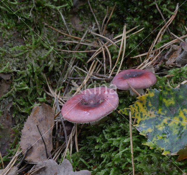 Bloedrode russula (Russula sanguinaria)