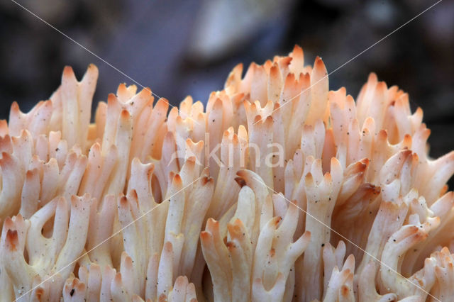 Ramaria botrytis