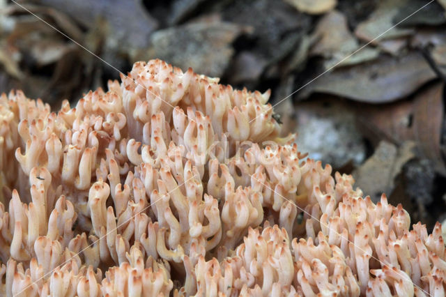 Bloemkoolzwam (Ramaria botrytis)