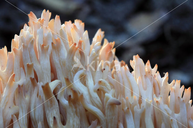 Bloemkoolzwam (Ramaria botrytis)