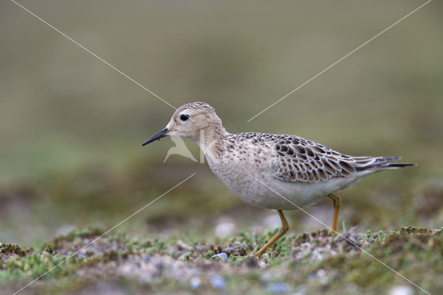 Blonde Ruiter (Tryngites subruficollis)