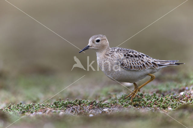 Buff-breasted Sandpiper (Tryngites subruficollis)