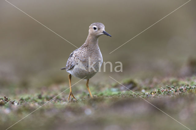 Buff-breasted Sandpiper (Tryngites subruficollis)