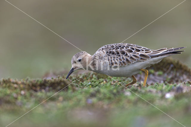 Blonde Ruiter (Tryngites subruficollis)