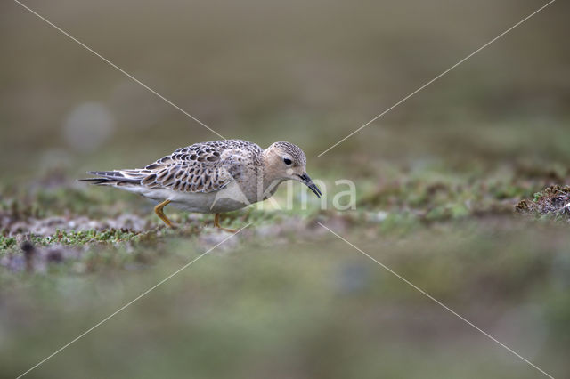 Blonde Ruiter (Tryngites subruficollis)