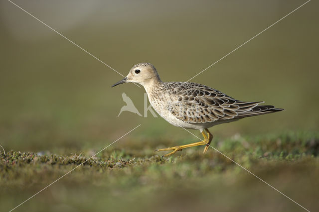 Buff-breasted Sandpiper (Tryngites subruficollis)