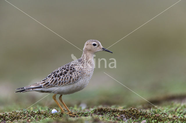 Blonde Ruiter (Tryngites subruficollis)