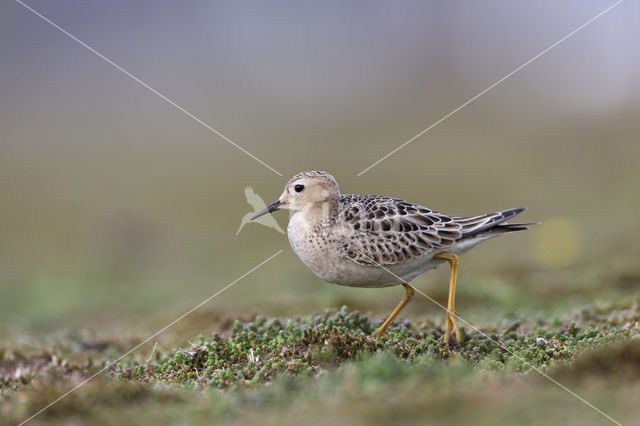 Blonde Ruiter (Tryngites subruficollis)