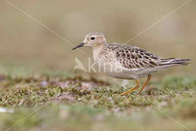 Blonde Ruiter (Tryngites subruficollis)