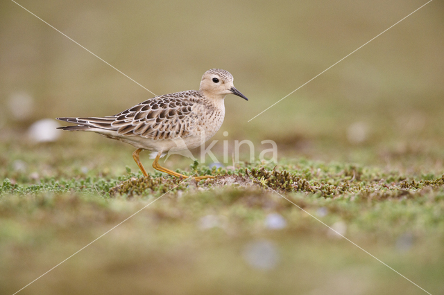 Blonde Ruiter (Tryngites subruficollis)