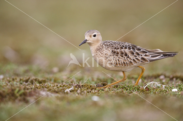 Buff-breasted Sandpiper (Tryngites subruficollis)