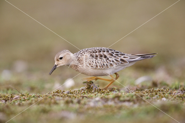 Buff-breasted Sandpiper (Tryngites subruficollis)