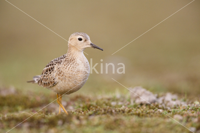 Buff-breasted Sandpiper (Tryngites subruficollis)