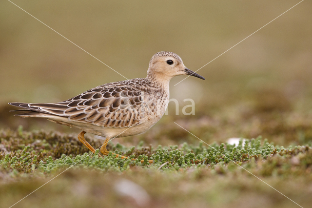 Blonde Ruiter (Tryngites subruficollis)