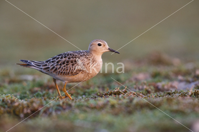 Buff-breasted Sandpiper (Tryngites subruficollis)