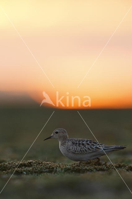 Buff-breasted Sandpiper (Tryngites subruficollis)