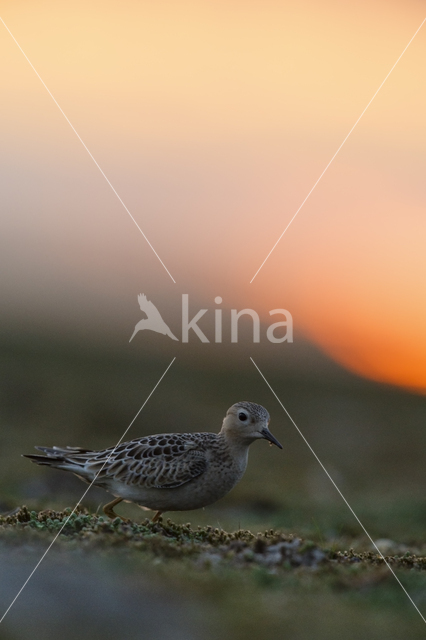 Blonde Ruiter (Tryngites subruficollis)