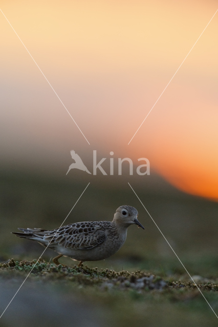 Buff-breasted Sandpiper (Tryngites subruficollis)