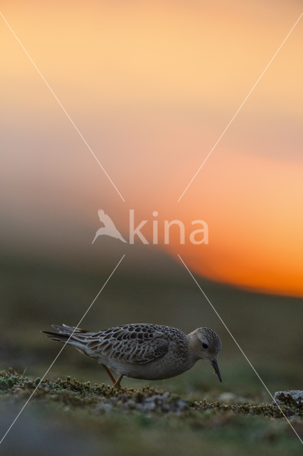 Blonde Ruiter (Tryngites subruficollis)