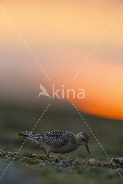 Buff-breasted Sandpiper (Tryngites subruficollis)