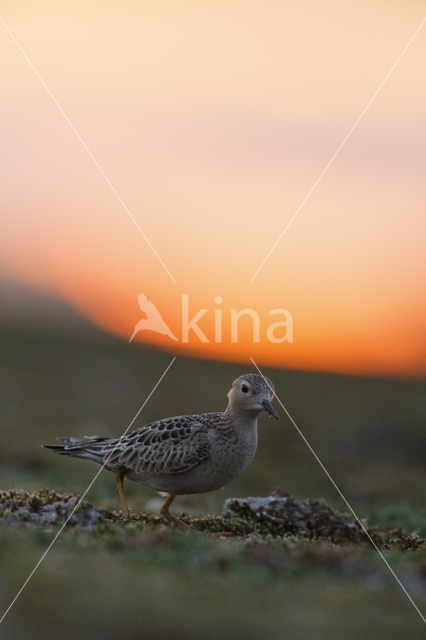 Blonde Ruiter (Tryngites subruficollis)