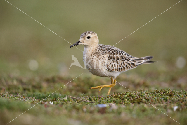 Buff-breasted Sandpiper (Tryngites subruficollis)