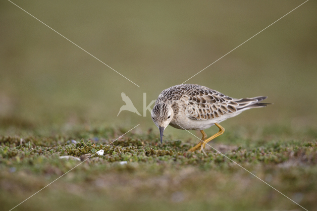 Buff-breasted Sandpiper (Tryngites subruficollis)