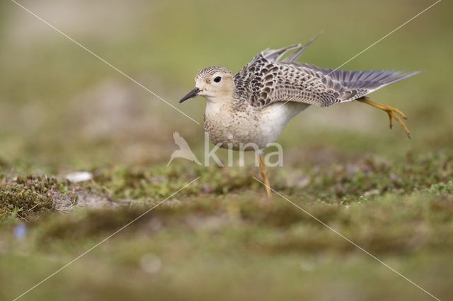 Blonde Ruiter (Tryngites subruficollis)