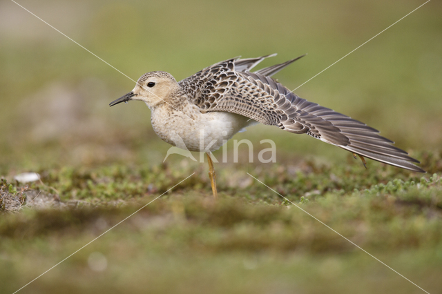 Blonde Ruiter (Tryngites subruficollis)