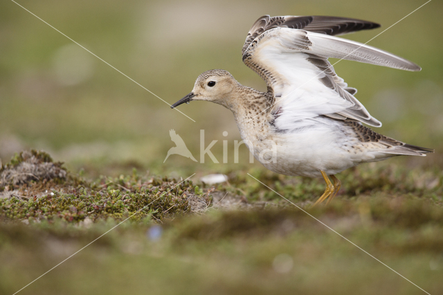 Buff-breasted Sandpiper (Tryngites subruficollis)