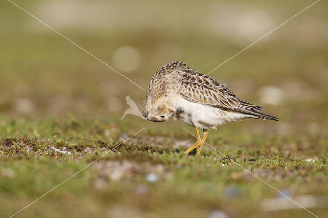 Buff-breasted Sandpiper (Tryngites subruficollis)