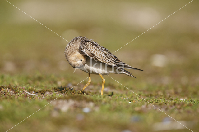 Buff-breasted Sandpiper (Tryngites subruficollis)